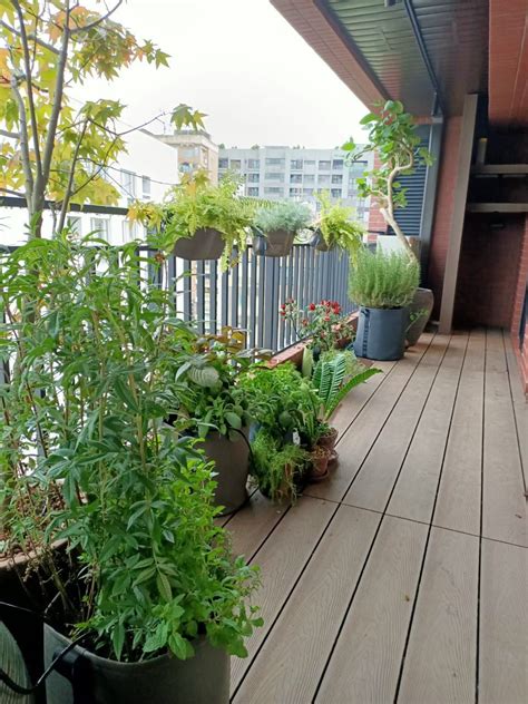 住家陽台植物